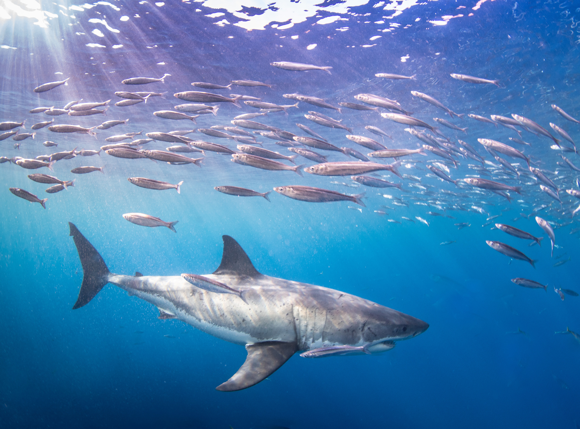 Gray and White Shark Underwater